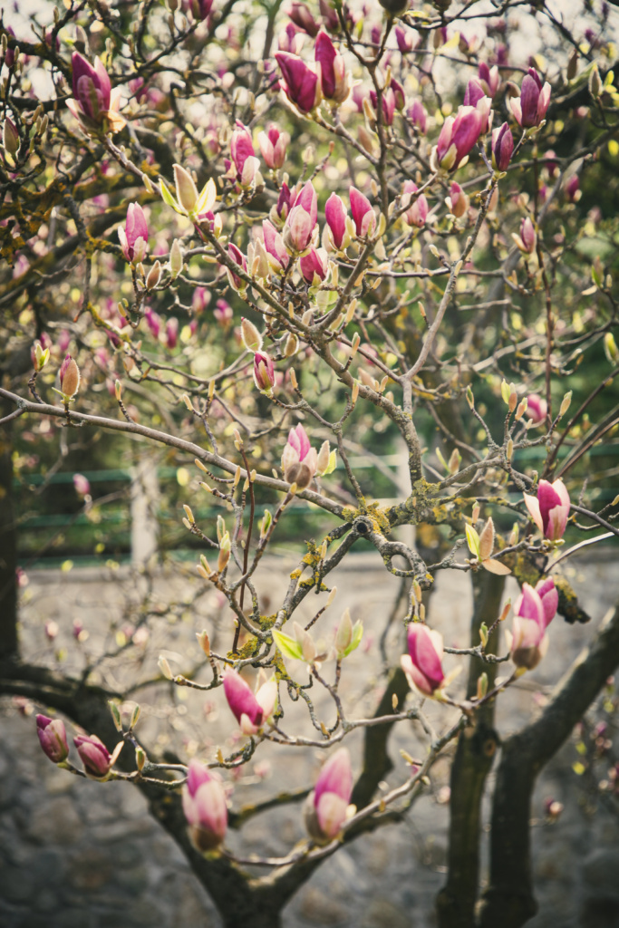 Magnólia_Foto Lucia Mandincova