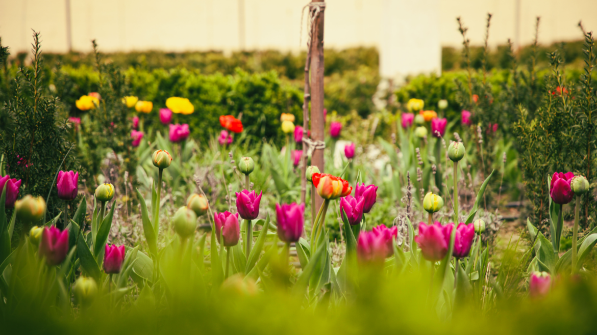 Záhrada s tulipánmi