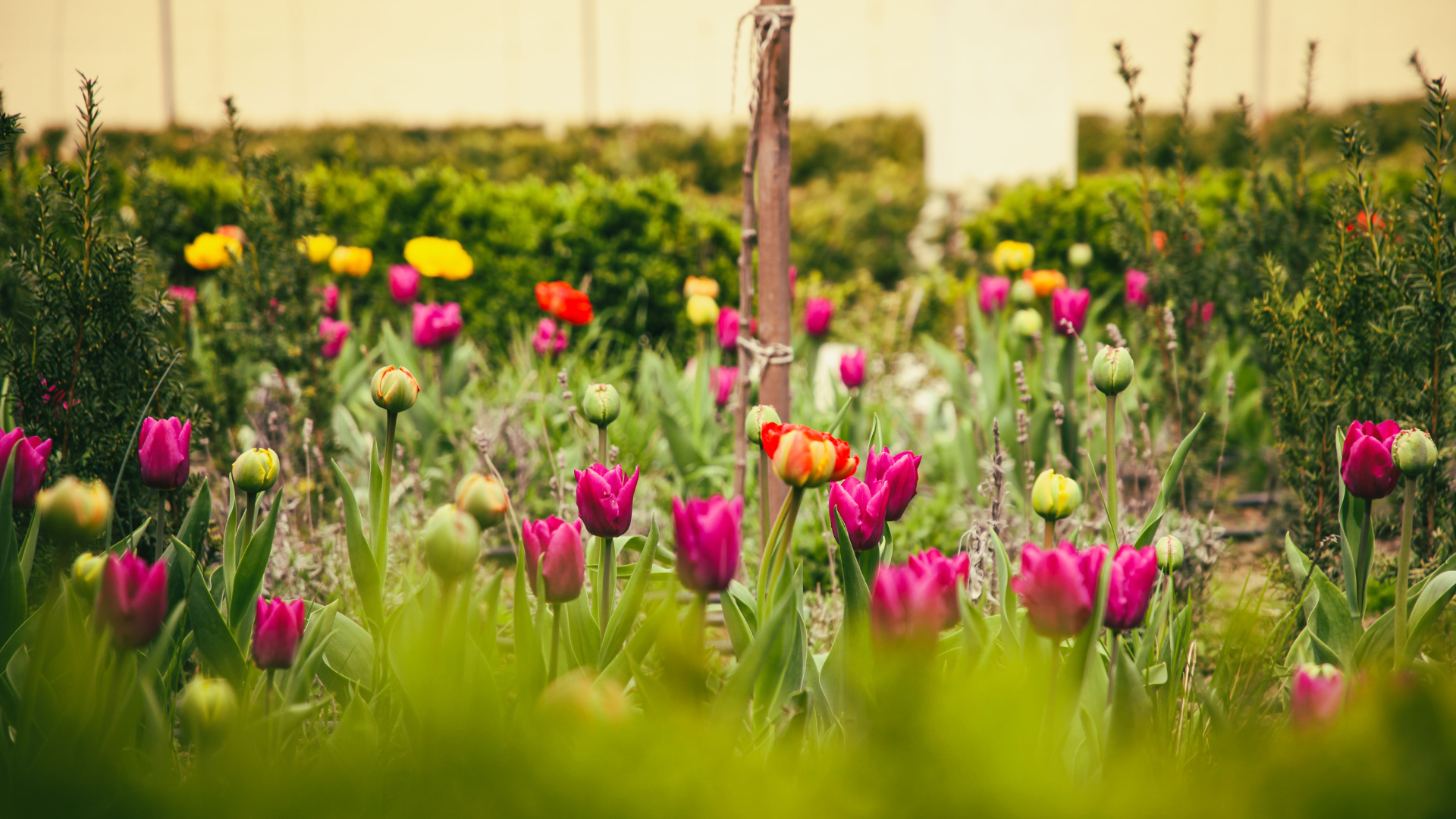 Záhrada s tulipánmi