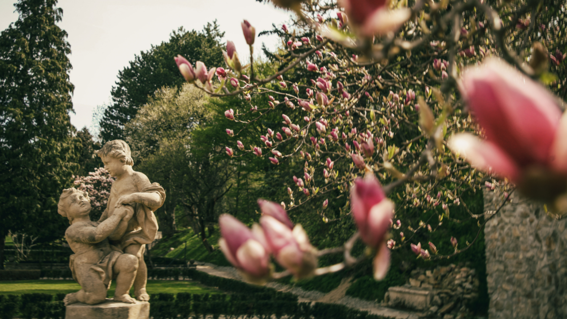 Dve sochy a magnólia